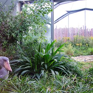 Shoebill Exhibit at Prague, 25/08/12