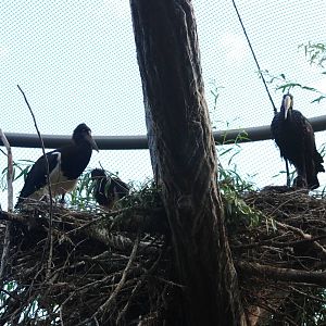 Mixed-Species Stork Nest at Prague, 25/08/12