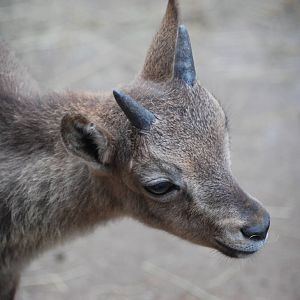 West Caucasian Tur Kid at Prague, 25/08/12