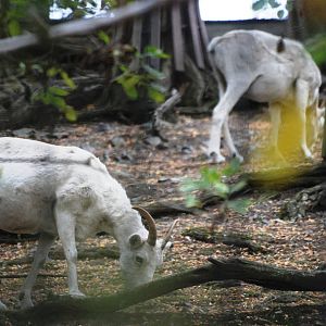 Dall's Sheep at Prague, 25/08/12