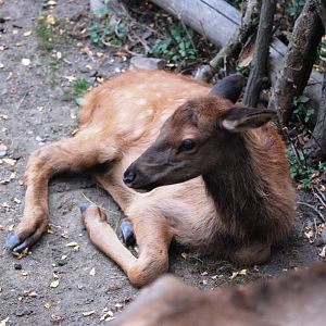 Manitoba Wapiti at Prague, 25/08/12