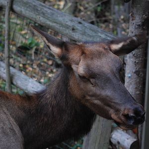 Manitoba Wapiti at Prague, 25/08/12