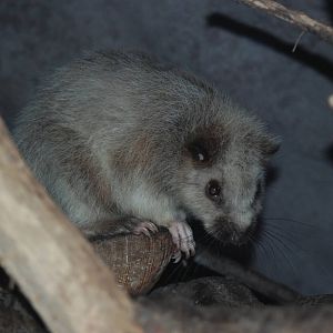 Northern Luzon Cloud Rat at Prague, 25/08/12