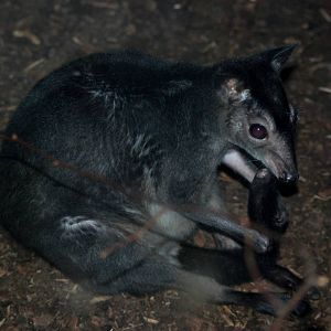 Brown Dorcopsis at Prague, 25/08/12