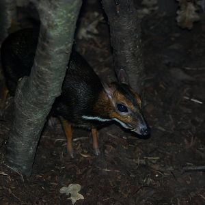 Balabac Chevrotain at Prague, 25/08/12