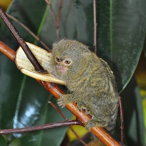 Western Pygmy Marmoset (Cebuella pygmaea pygmaea)