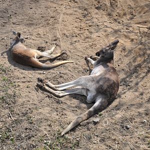 Red kangaroo (Macropus rufus)