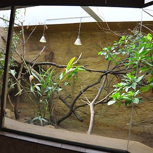 Enclosure for komodo dragons (Varanus komodoensis)