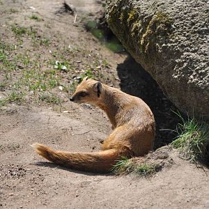 Yellow mongoose (Cynictis penicillata)