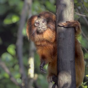 Golden lion tamarin