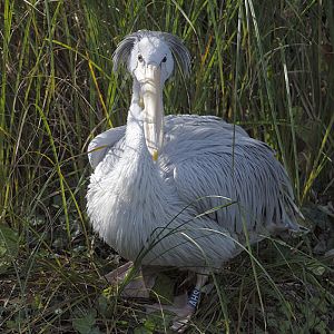 Pink-backed pelican