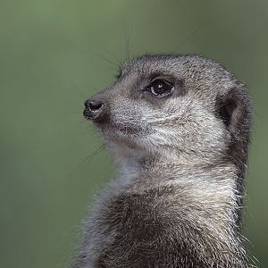 Meerkat