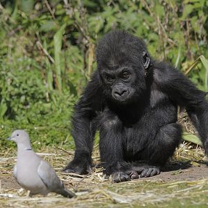 Lowland gorilla, Kukena, checking out a dove