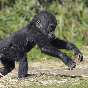 Lowland gorilla, Kukena, accelerating from a standing start