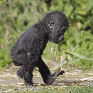 Lowland gorilla, Kukena, at top speed