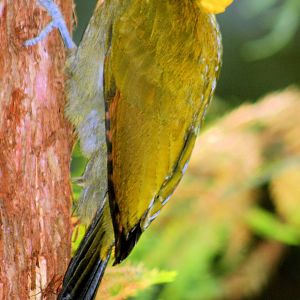 Greater yellow-naped woodpecker; Prague; 4th September 2012