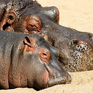 Hippopotamus in old enclosure; Prague; 29th August 2012