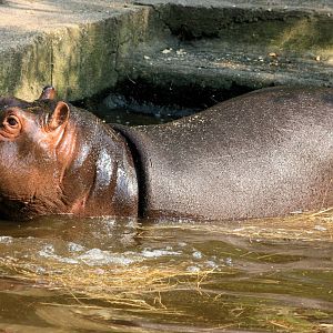 Hippopotamus in old enclosure; Prague; 4th September 2012