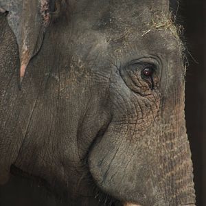 Asian elephant bull 'Aung Bo'