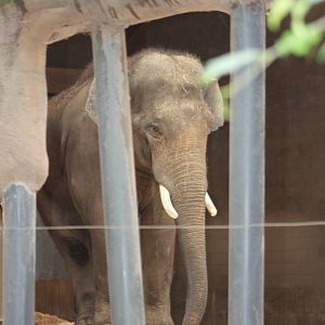 Asian elephant bull 'Aung Bo'