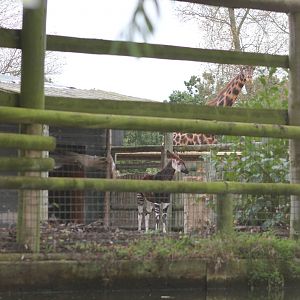 Okapi and Rothschild giraffe