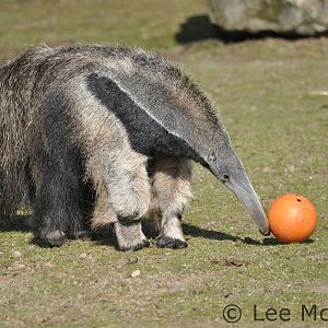 Giant Anteater getting into the football spirit