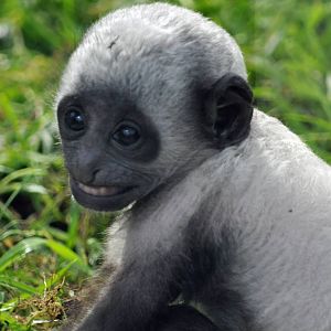 King Colobus baby