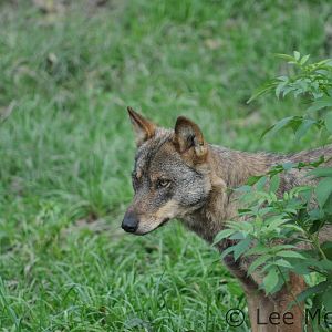 Iberian Wolf