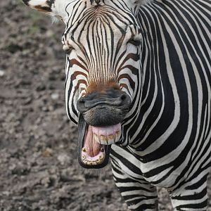 Hartman's Zebra