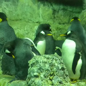 Aquarium 2010 - Penguins