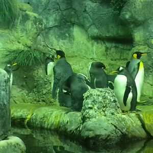 Aquarium 2010 - Penguins