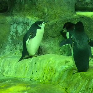 Aquarium 2010 - Penguins