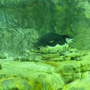 Aquarium 2010 - Penguins