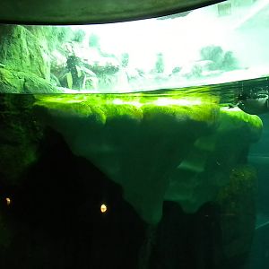 Aquarium 2010 - Penguins