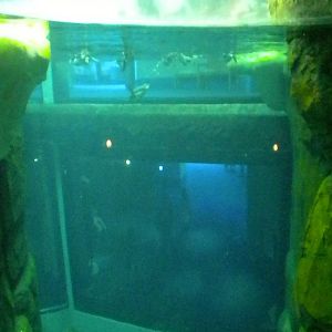 Aquarium 2010 - Penguins