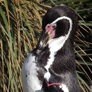 Humbolt's penguin