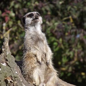 Meerkat pose
