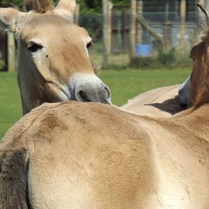 Przewalski's Horse