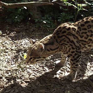 Ocelot