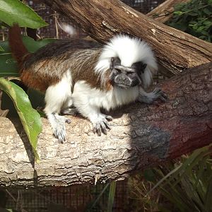 Cotton-top Tamarin