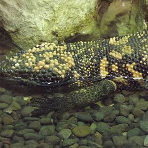 Gila Monster