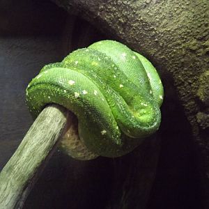 Green tree Python
