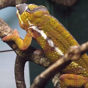 Panther Chameleon