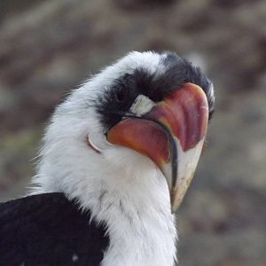 Von der Deckon's hornbill