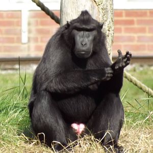 Sulawesi crested Macaque