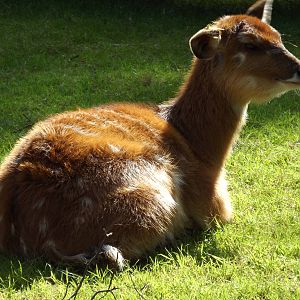 Sitatunga