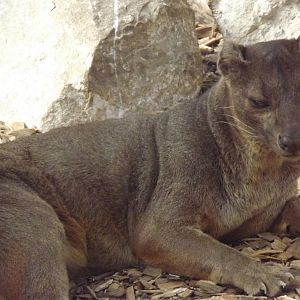 Fossa