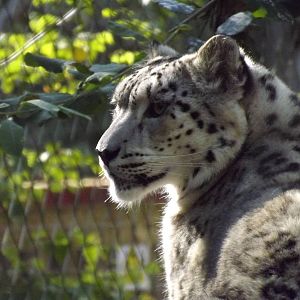 Snow leoopard