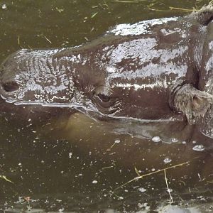 Pygmy Hippo