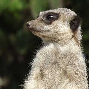 Meerkat